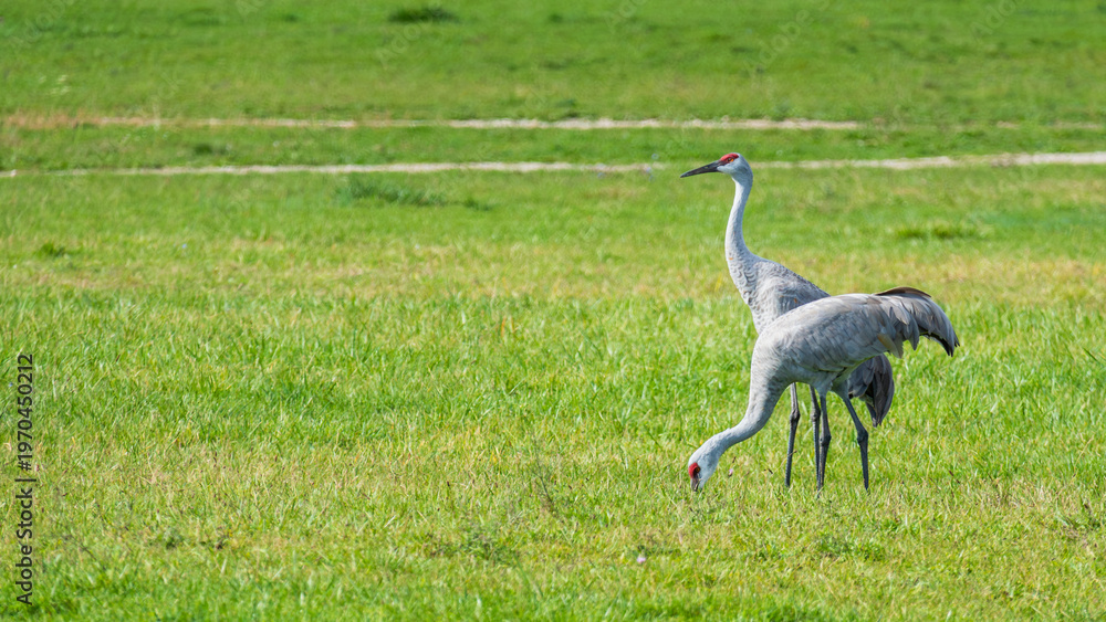 Fototapeta premium Eye-level landscape of two Sandhill cranes (Antigone canadensis) in an empty field, feeding and watching out