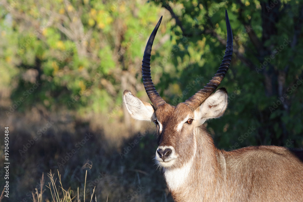Fototapeta premium Wasserbock / Waterbuck / Kobus ellipsiprymnus
