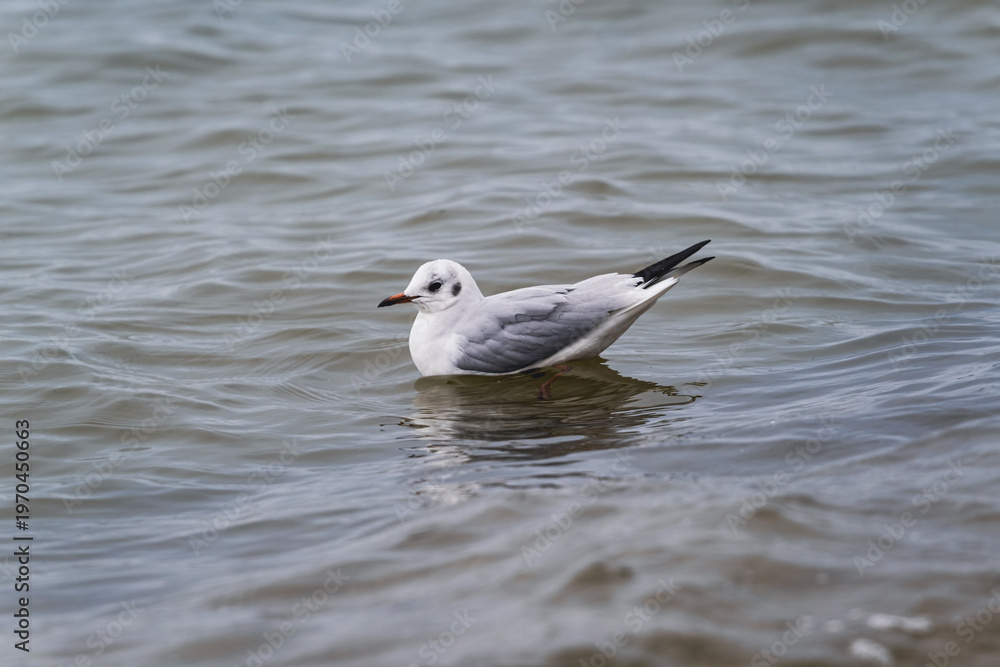 Fototapeta premium Black-headed gull swimming on water surface. Wild bird floating in river or sea wave. Concept of nature, marine life and wildlife photography in aquatic environment at summer time.