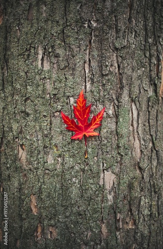 red maple tree