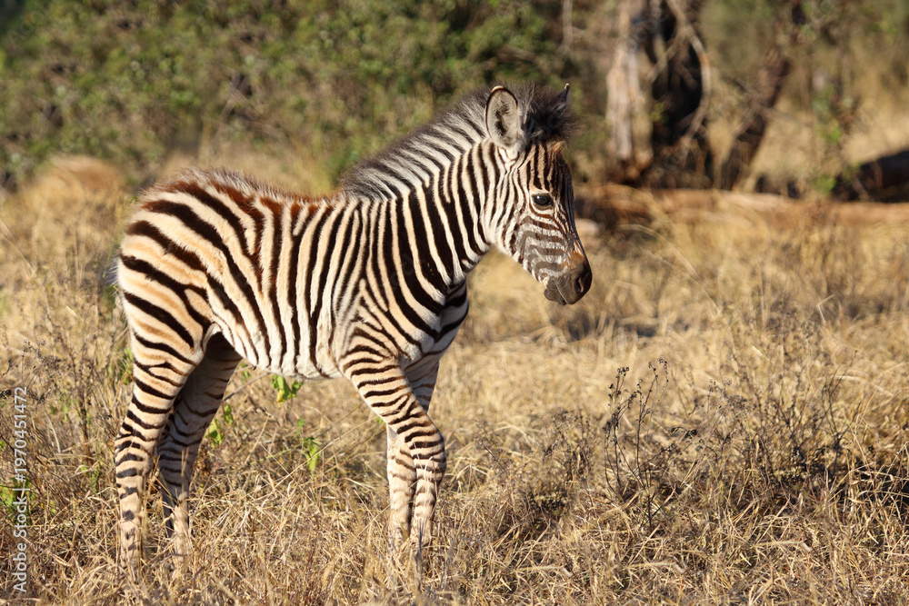 Obraz premium Steppenzebra / Burchell's zebra / Equus quagga burchellii