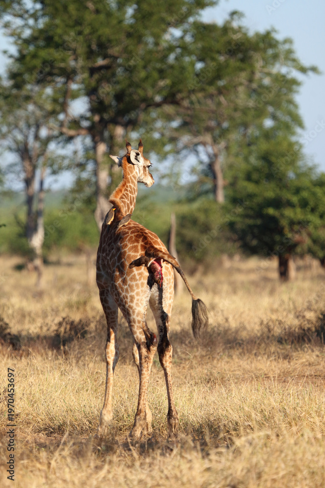 Naklejka premium Giraffe / Giraffe / Giraffa camelopardalis
