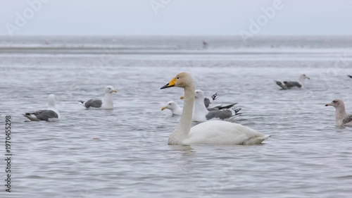 A whooper swan swims in the sea surrounded by seagulls.