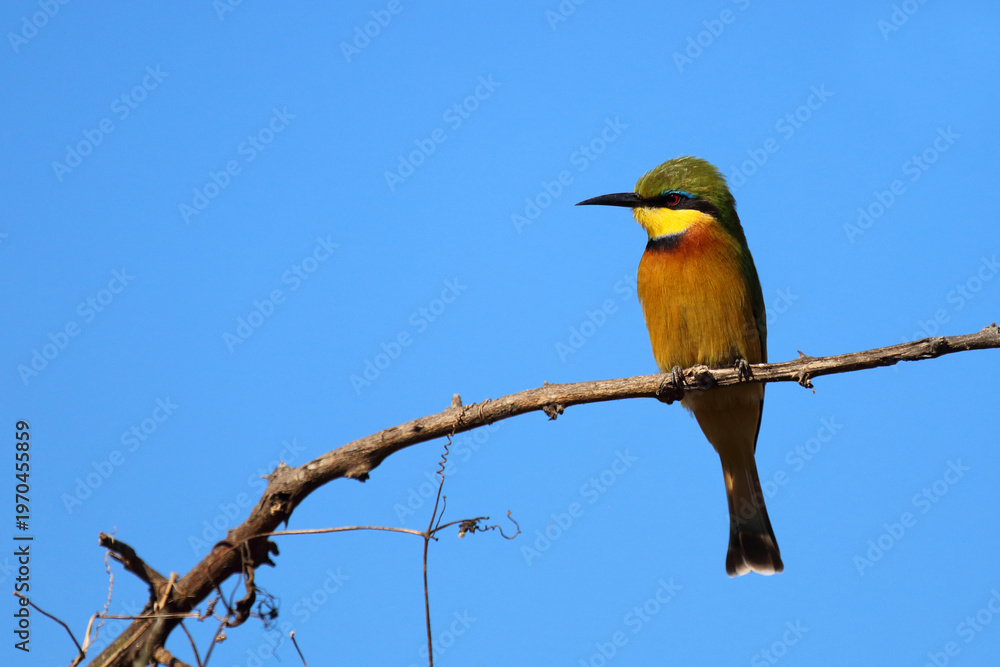 Obraz premium Zwergspint / Little bee-eater / Merops pusillus