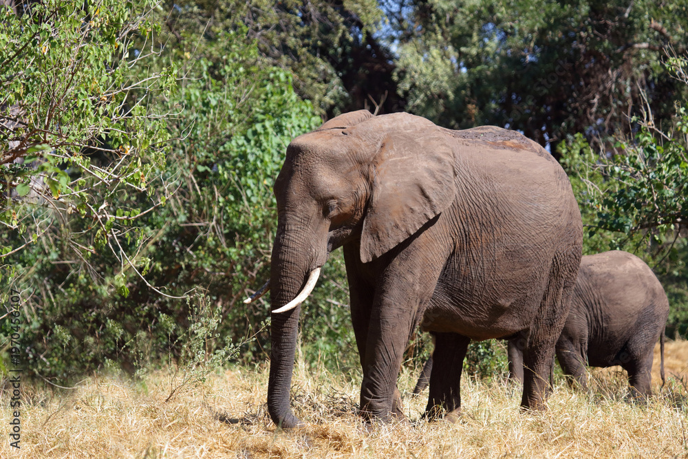 Obraz premium Afrikanischer Elefant / African elephant / Loxodonta africana
