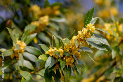 Selective focus of yellow flowers of Bay laurel, Laurus nobilis is an aromatic evergreen tree or large shrub with green, glabrous leaves, The flowering plant family Lauraceae, Nature floral background