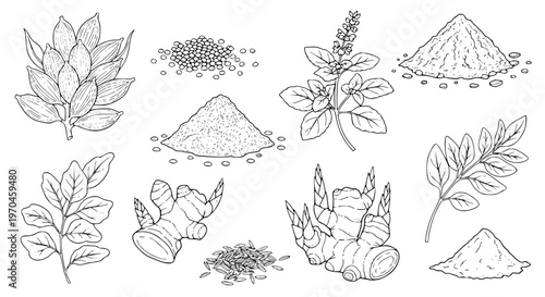 Set of Indian herbs plant Cardamom, Mustard Seeds, Garam Masala, Tulsi, Kasuri Methi, Ginger, Cumin Seeds, Turmeric Powder. hand drawn style. black and white line art drawing, no color, no shading