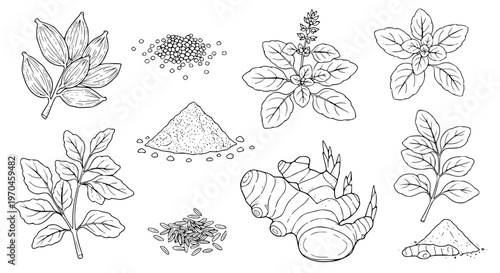 Set of Indian herbs plant Cardamom, Mustard Seeds, Garam Masala, Tulsi, Kasuri Methi, Ginger, Cumin Seeds, Turmeric Powder. hand drawn style. black and white line art drawing, no color, no shading