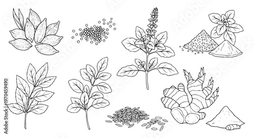 Set of Indian herbs plant Cardamom, Mustard Seeds, Garam Masala, Tulsi, Kasuri Methi, Ginger, Cumin Seeds, Turmeric Powder. hand drawn style. black and white line art drawing, no color, no shading