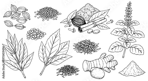 Set of Indian herbs plant Cardamom, Mustard Seeds, Garam Masala, Tulsi, Kasuri Methi, Ginger, Cumin Seeds, Turmeric Powder. hand drawn style. black and white line art drawing, no color, no shading