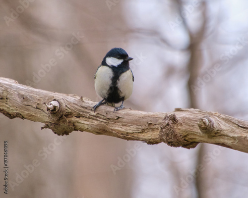 Foto 枯れ枝に止まるふっくらとした野生のシジュウカラ A plump wild Japanese tit resting on a bare branch