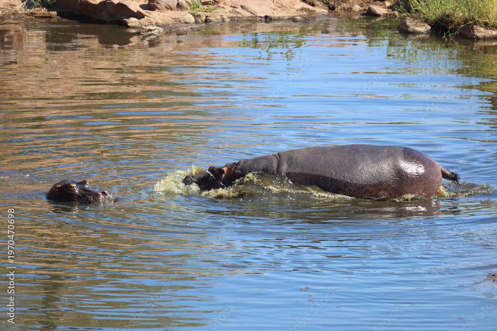 Naklejka premium Flußpferd / Hippopotamus / Hippopotamus amphibius