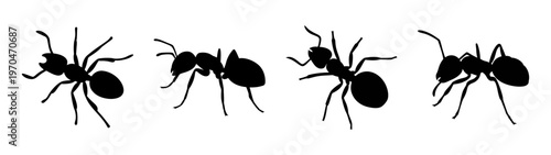 Black ant silhouette vector illustration featuring insect pest control and ant colony isolated on white background