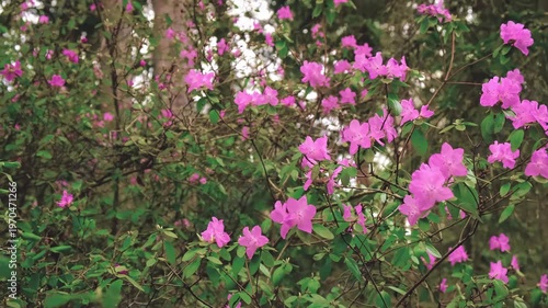 Close-up of blooming pink flowers and fresh green leaves. Pan shot of rhododendron shrub branches with azalea blossoms. Botanical background of secret garden. Spring floral scene. Natural environment