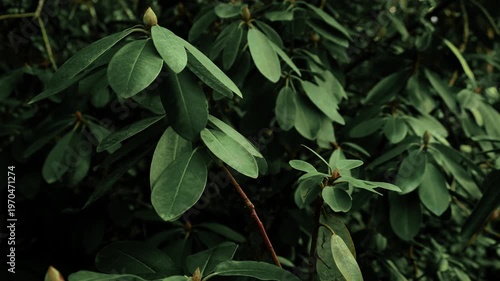 Luxury dark aesthetic botanical background. Closeup deep green rhododendron leaves. Azalea shrub foliage. Elegant natural texture with premium moody vibe. Cinematic nature view in spring-summer season