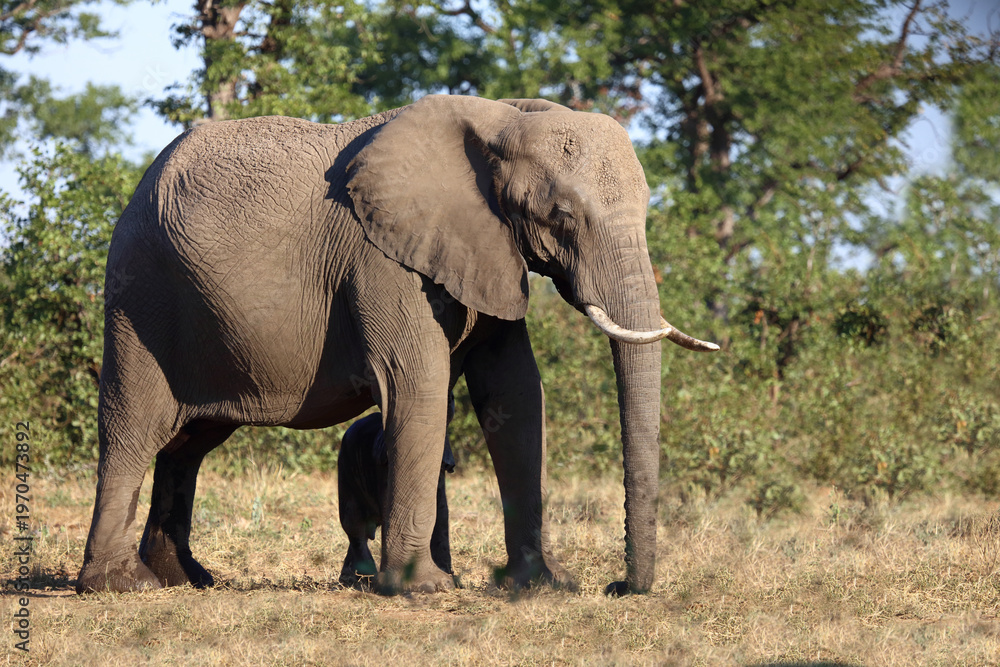 Fototapeta premium Afrikanischer Elefant / African elephant / Loxodonta africana