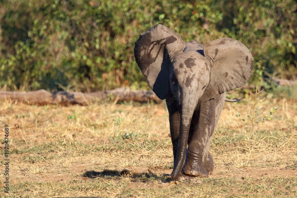 Fototapeta premium Afrikanischer Elefant / African elephant / Loxodonta africana