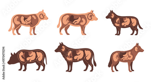 Anatomy of a Cow Muscles. Vector Icon. EPS Editable