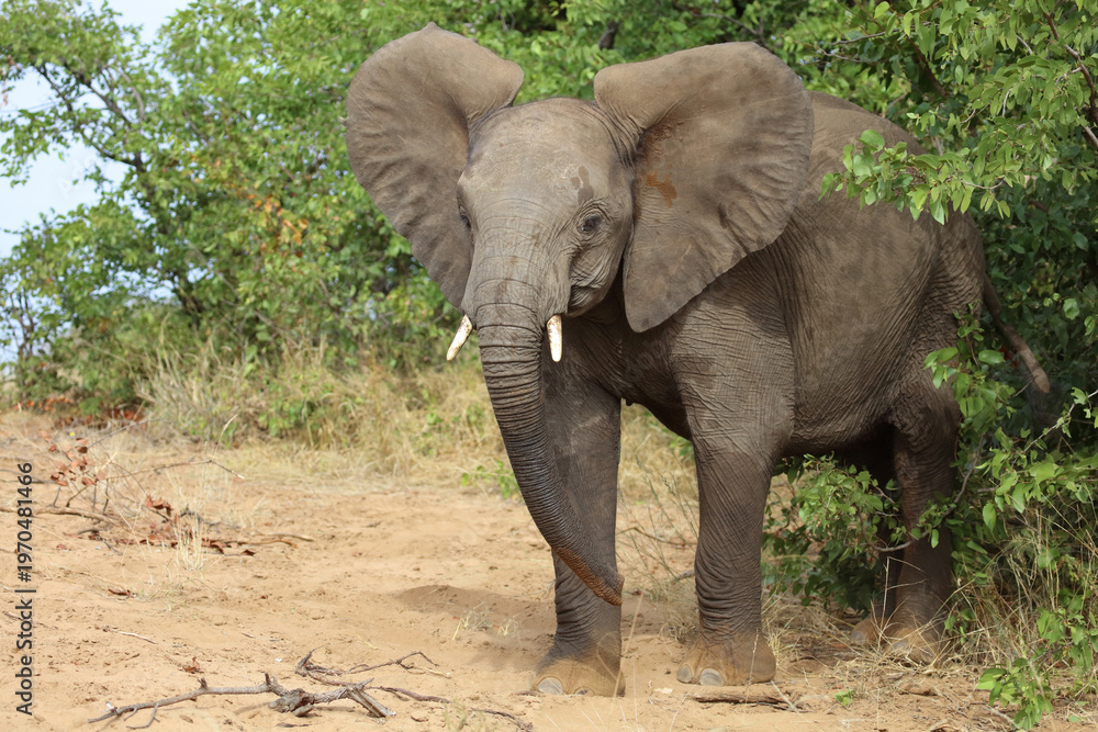 Fototapeta premium Afrikanischer Elefant / African elephant / Loxodonta africana