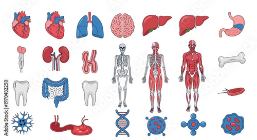 Comprehensive Human Anatomy Biology Organs Skeleton Muscles Cells DNA Collection. Vector Icon. EPS Editable