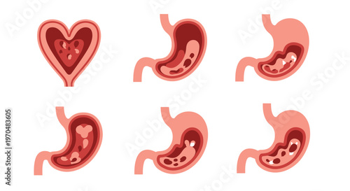 Human stomach anatomy digestive system. Vector Icon. EPS Editable