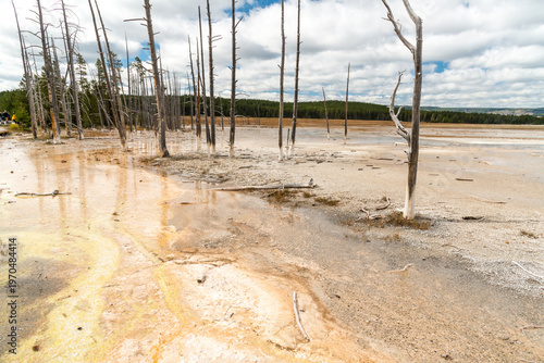 USA, Wyoming, Yellowstone National Park.  Dead trees that couldn't cope with the high temperatures and sulphur levels.  Midway Geyser Basin