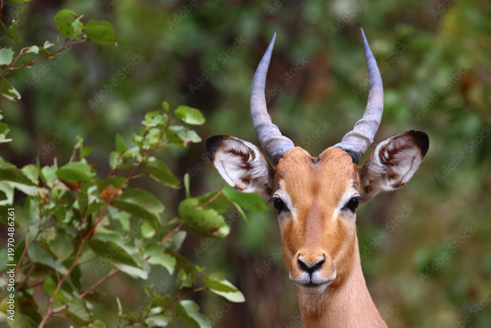 Fototapeta premium Schwarzfersenantilope / Impala / Aepyceros melampus