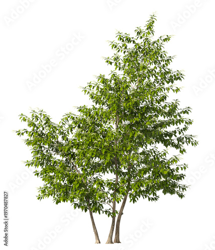 Photos Single Sourwood tree isolated on transparent background