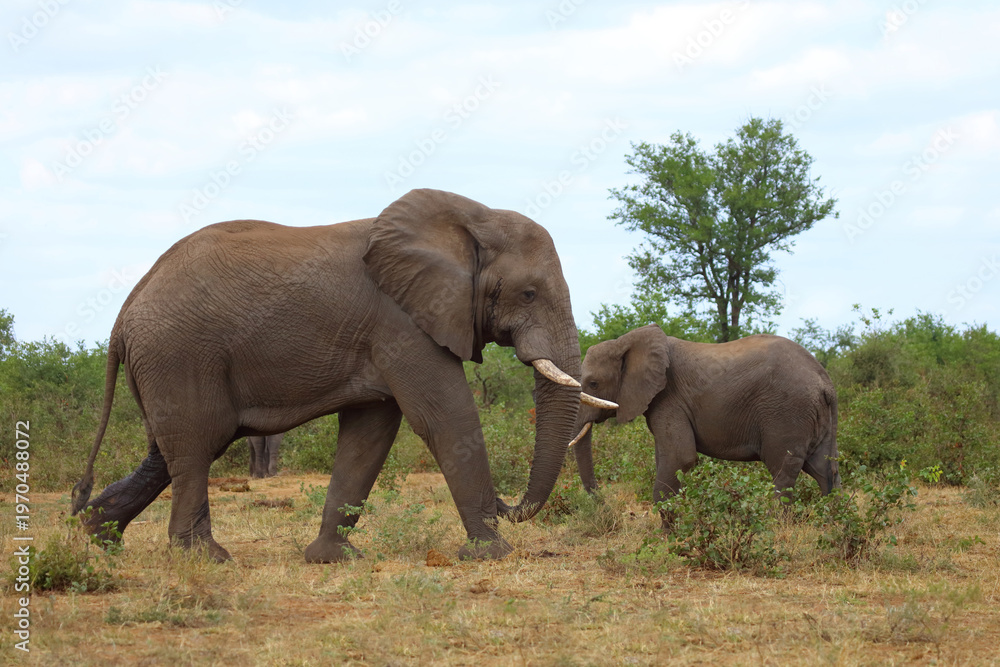 Obraz premium Afrikanischer Elefant / African elephant / Loxodonta africana