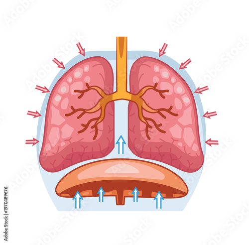 Human Lung Exhalation Anatomy Diagram