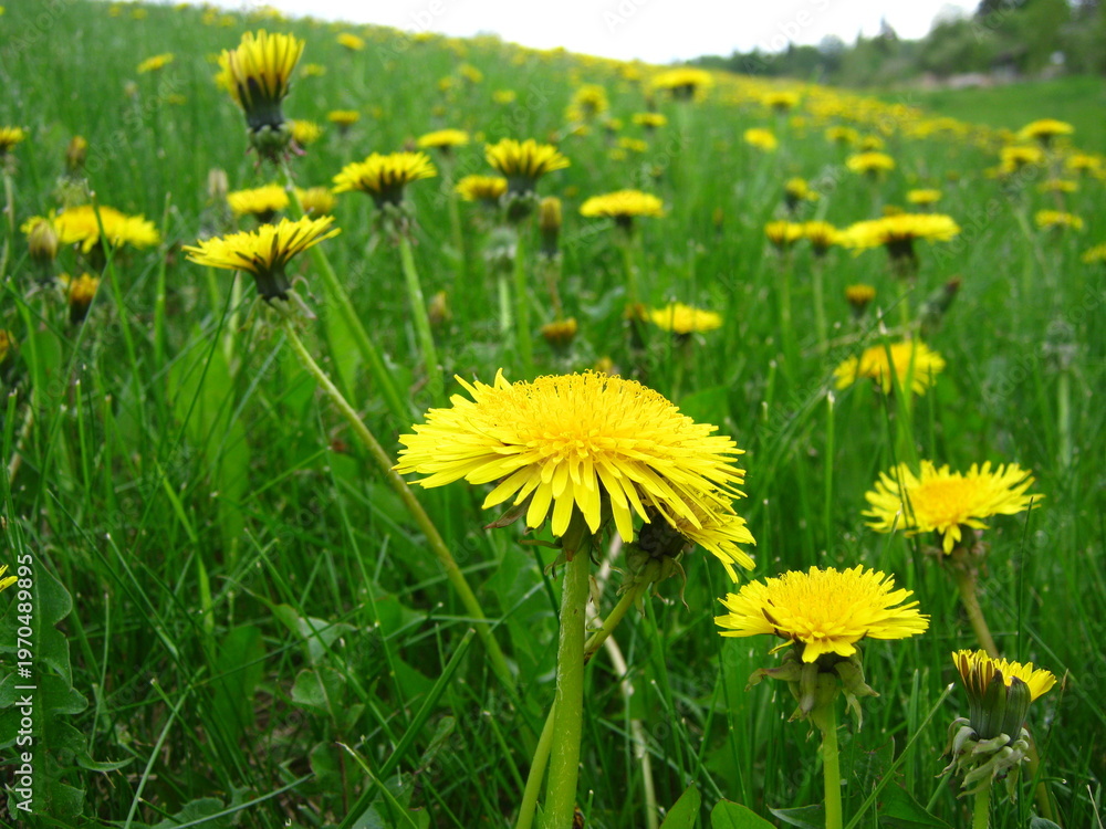Fototapeta premium Green And Grassy Dandelion Meadow