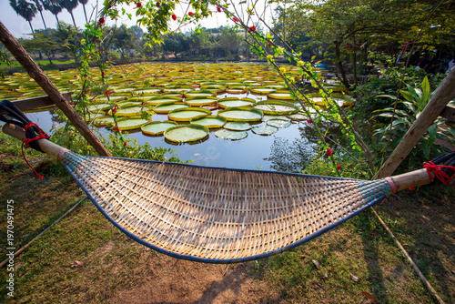 hammock in the water lily garden