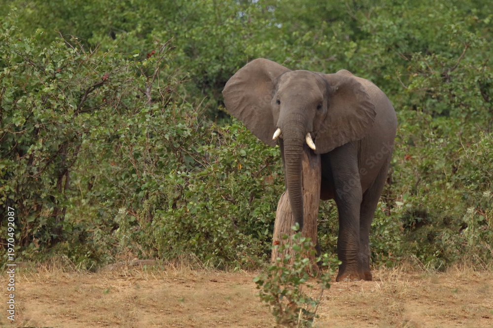 Fototapeta premium Afrikanischer Elefant / African elephant / Loxodonta africana