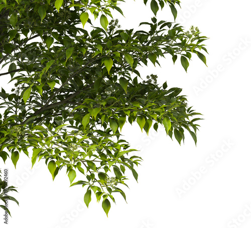 Foto Tree branch isolated on transparent background