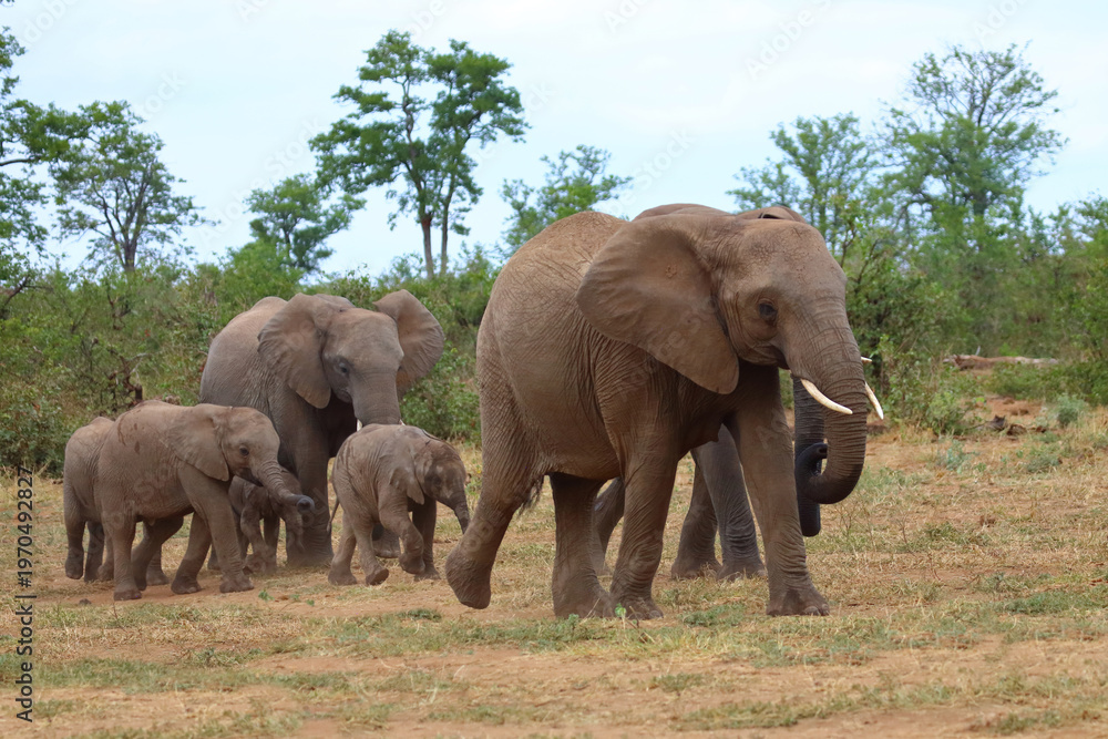Fototapeta premium Afrikanischer Elefant / African elephant / Loxodonta africana
