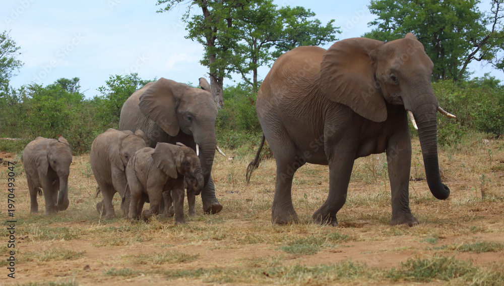 Fototapeta premium Afrikanischer Elefant / African elephant / Loxodonta africana