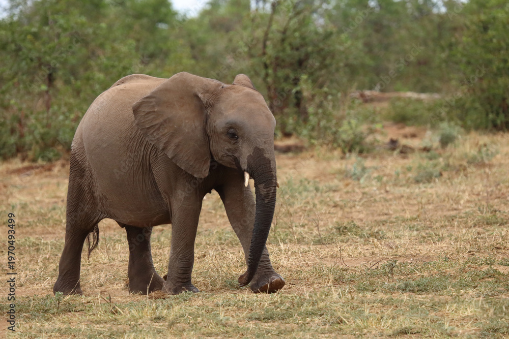 Fototapeta premium Afrikanischer Elefant / African elephant / Loxodonta africana