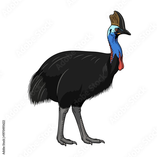 Illustration of a Cassowary bird, a large, flightless bird native to tropical rainforests, with vibrant blue and red neck plumage