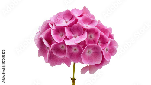 фотографія Isolated vibrant pink hydrangea flower head with delicate petals and green stem
