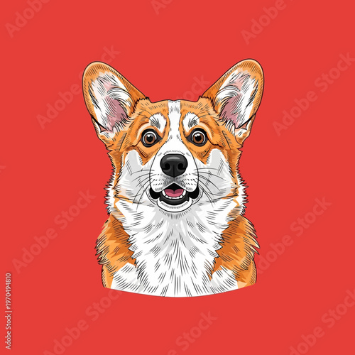 Corgi dog with brown and white fur.