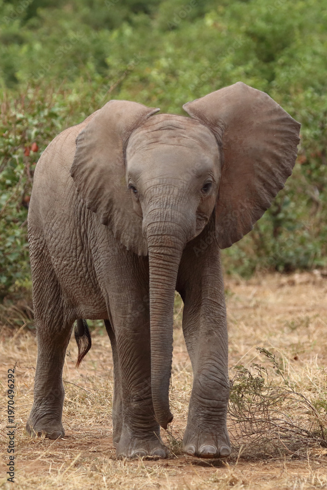 Fototapeta premium Afrikanischer Elefant / African elephant / Loxodonta africana