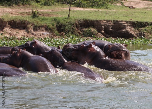 Hippopotamuses (Hippopotamus amphibius), Kazinga Channel, Queen Elizabeth National Park, Africa.