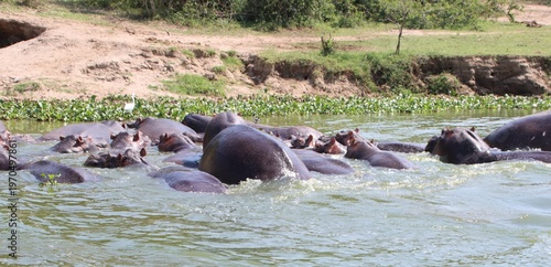 Hippopotamuses (Hippopotamus amphibius), Kazinga Channel, Queen Elizabeth National Park, Africa.