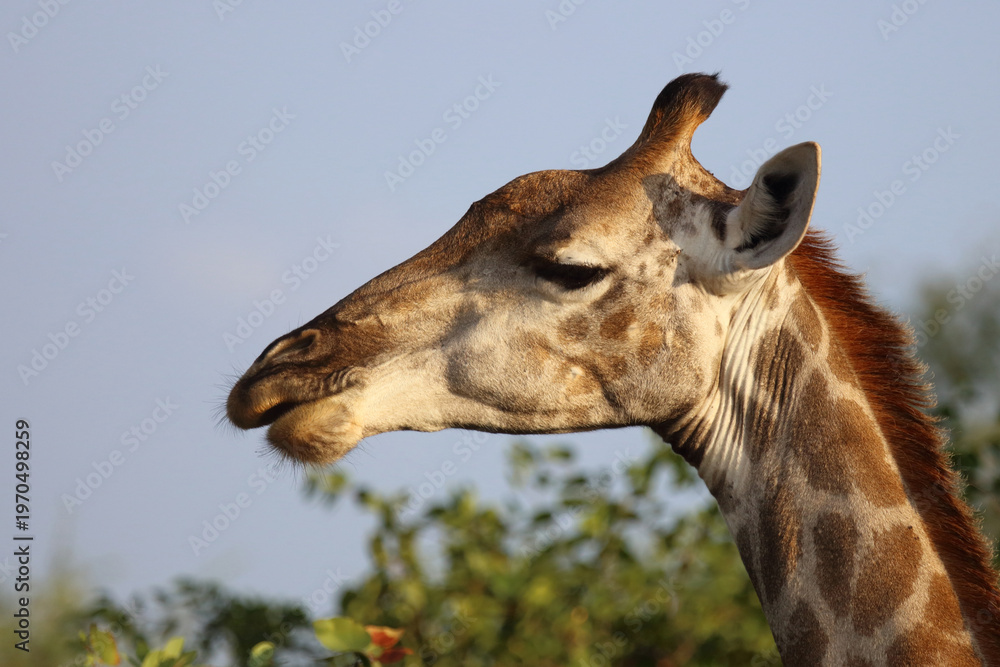 Obraz premium Giraffe / Giraffe / Giraffa camelopardalis