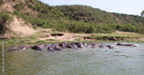 Hippopotamuses (Hippopotamus amphibius), Kazinga Channel, Queen Elizabeth National Park, Uganda, Africa.
