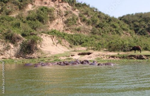 Hippopotamuses (Hippopotamus amphibius), Kazinga Channel, Queen Elizabeth National Park, Uganda, Africa.