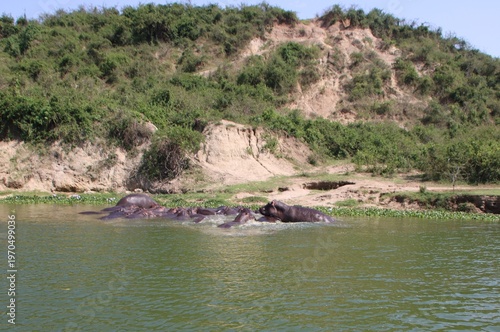 Hippopotamuses (Hippopotamus amphibius), Kazinga Channel, Queen Elizabeth National Park, Uganda, Africa.