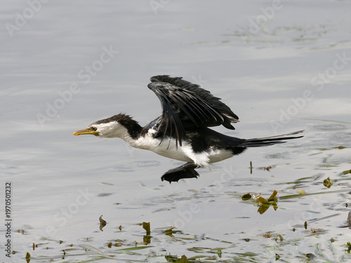 Little Pied Cormorant, Little Shag or Kawaupaka (Microcarbo melanoleucos) in  low flight over water