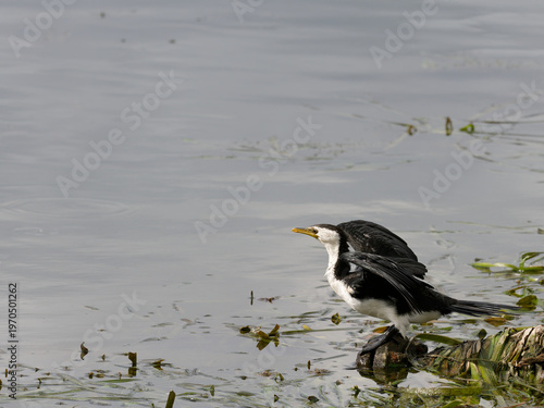 Little Pied Cormorant, Little Shag or Kawaupaka (Microcarbo melanoleucos) perched on a submerged rock about to fly off.