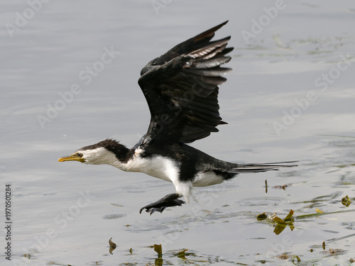 Little Pied Cormorant, Little Shag or Kawaupaka (Microcarbo melanoleucos) in  low flight over water
